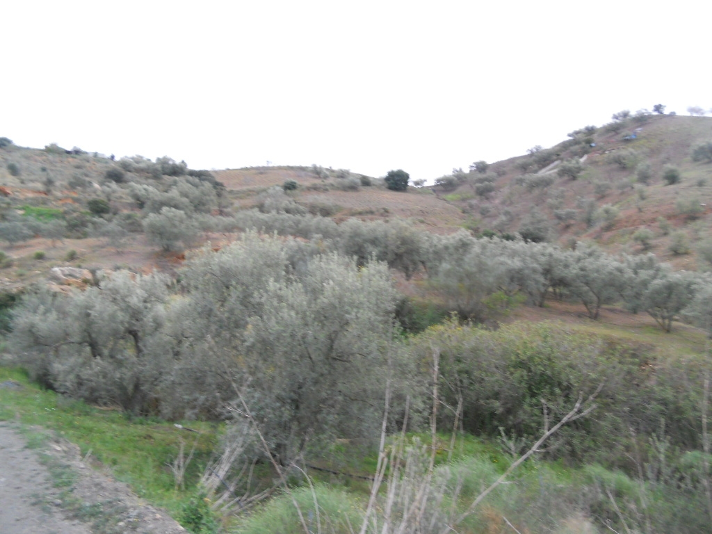 Finca en venta en Canillas de Aceituno