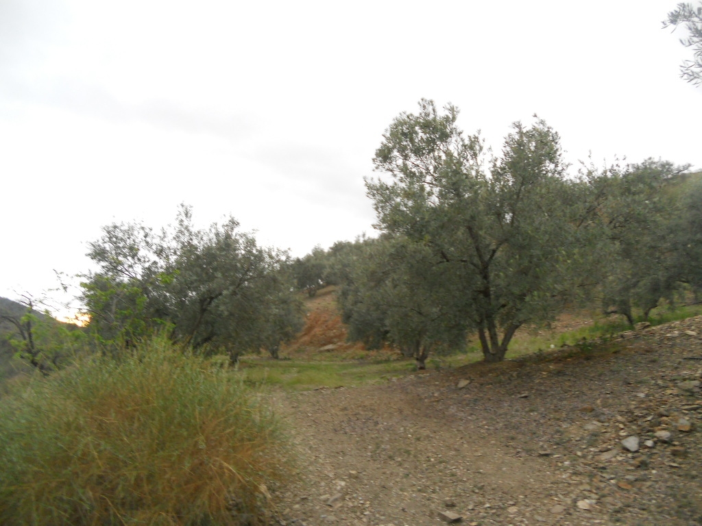 Finca en venta en Canillas de Aceituno