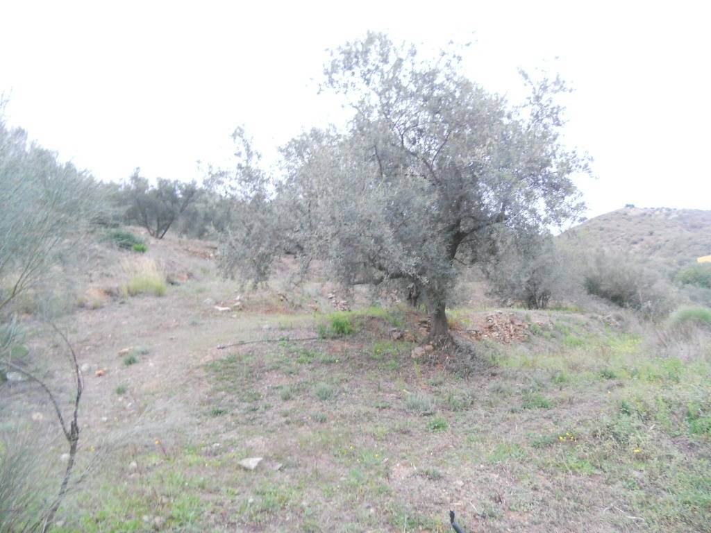 Finca en venta en Canillas de Aceituno