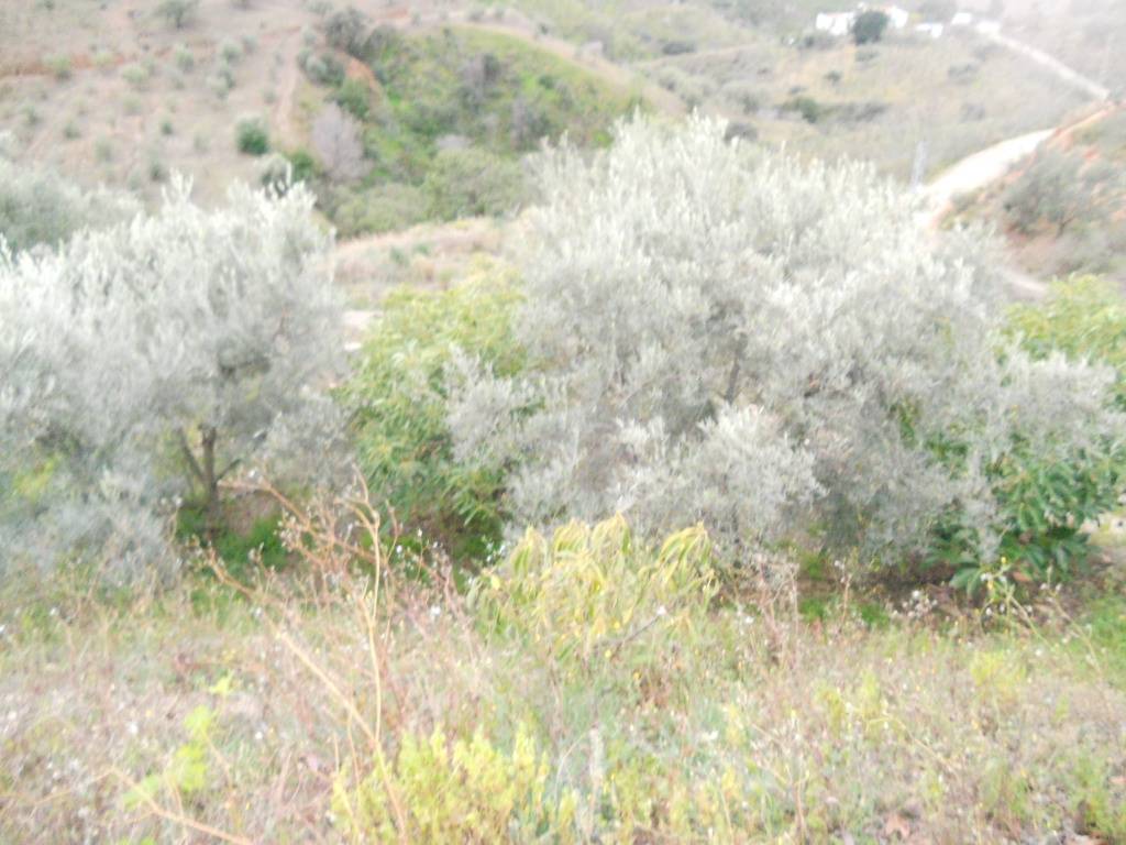 Finca en venta en Canillas de Aceituno