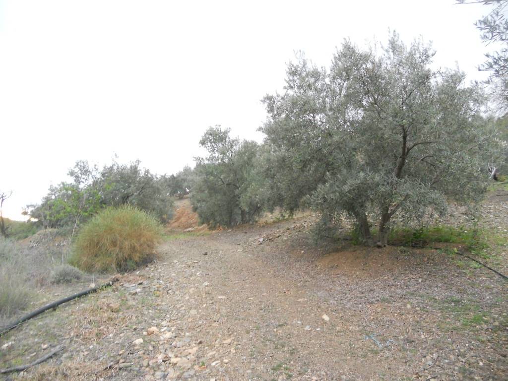 Finca en venta en Canillas de Aceituno