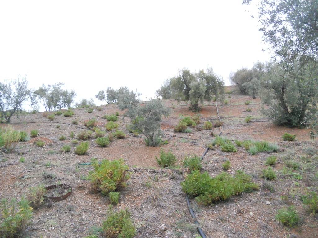 Finca en venta en Canillas de Aceituno