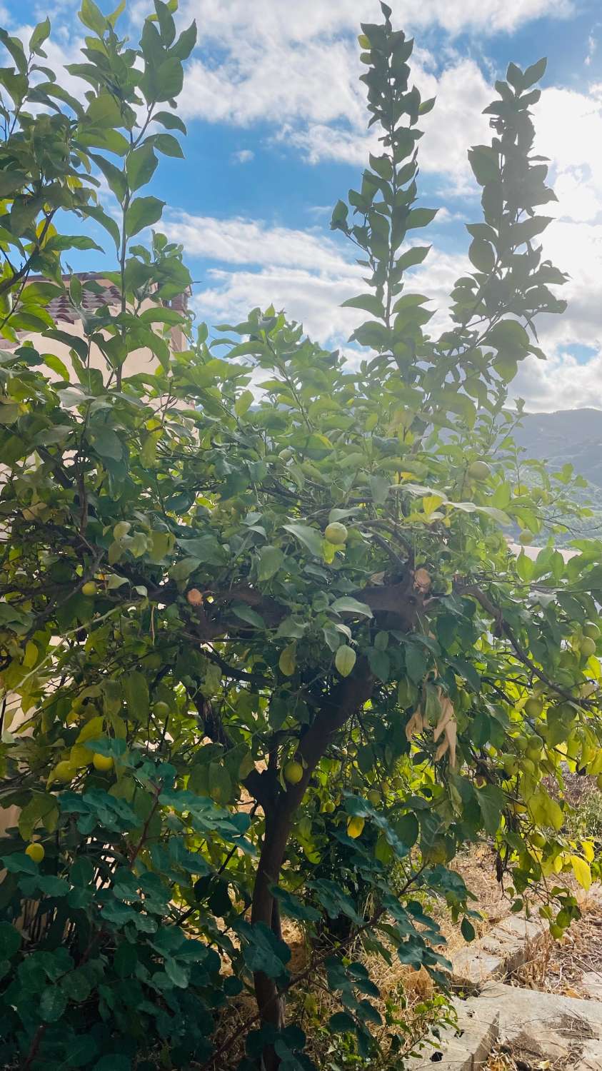 CASA DE PUEBLO DE UNOS 65 M2 Y 840 M2 DE PARCELA EN BENAMARGOSA