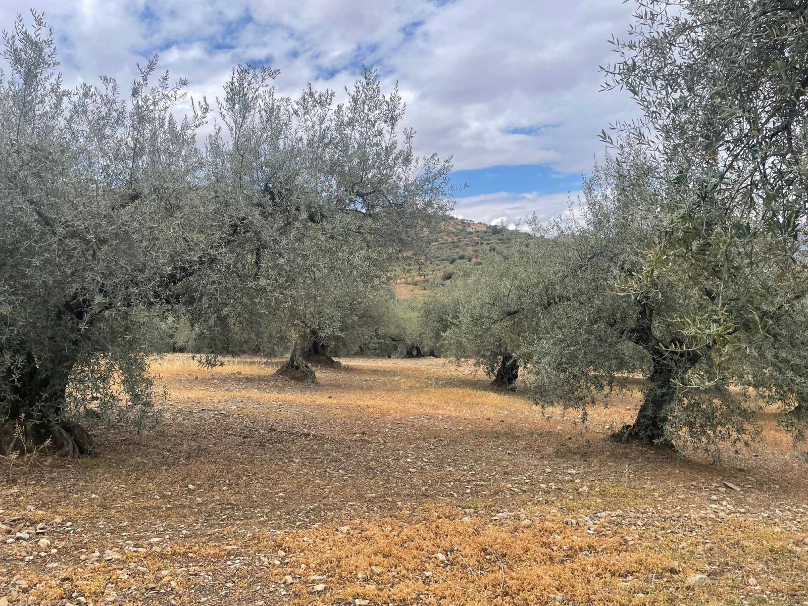 Country Property v prodeji in Alcaucín