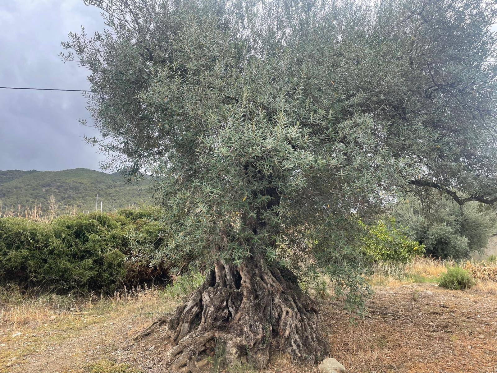 Appezzamento in vendita a Alcaucín