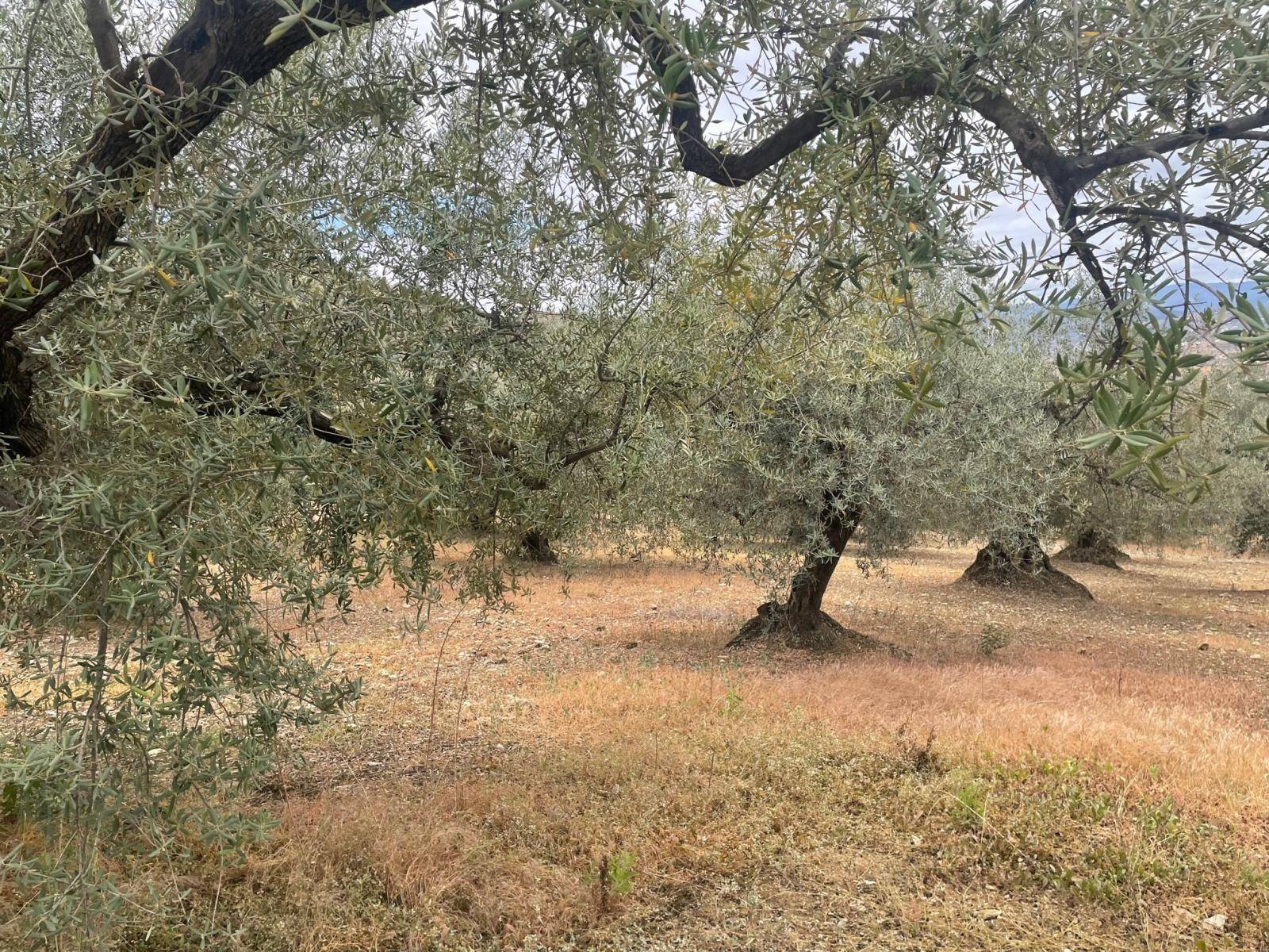 Percelen te koop in Alcaucín