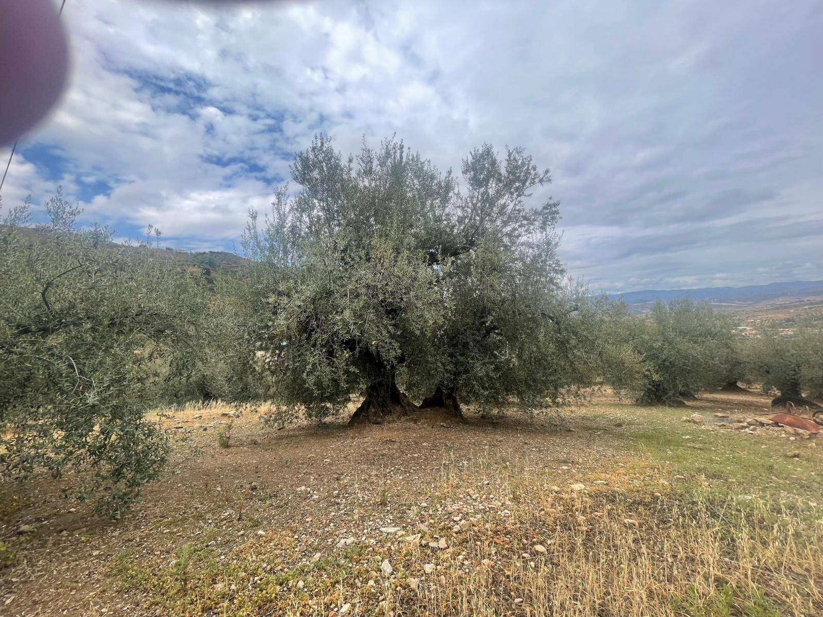 Finca en venta en Alcaucín