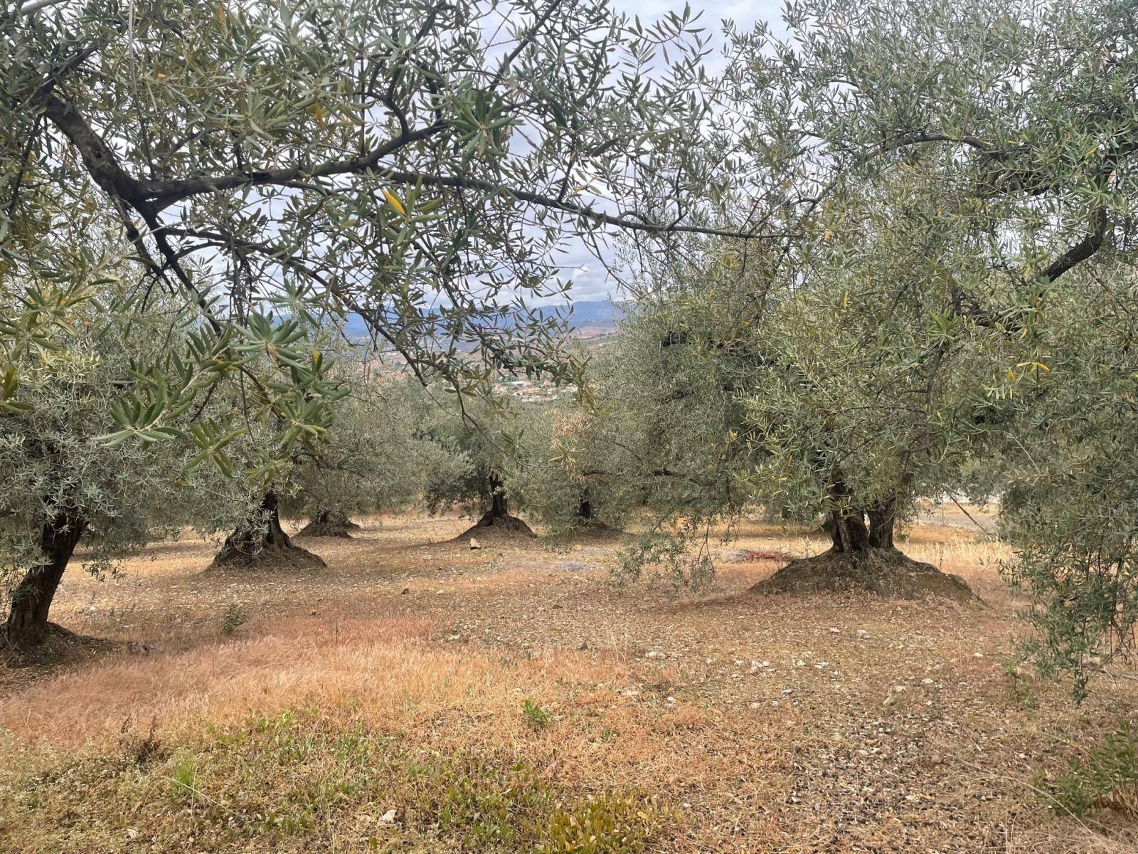 Finca en venta en Alcaucín