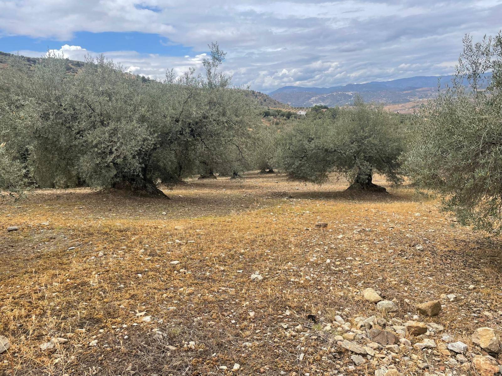 Country Property v prodeji in Alcaucín