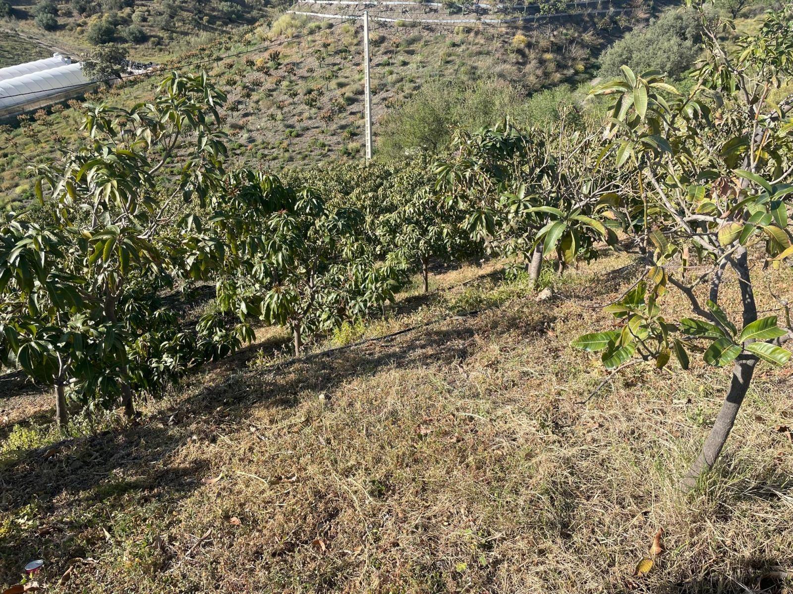 Xalet en venda in Almayate