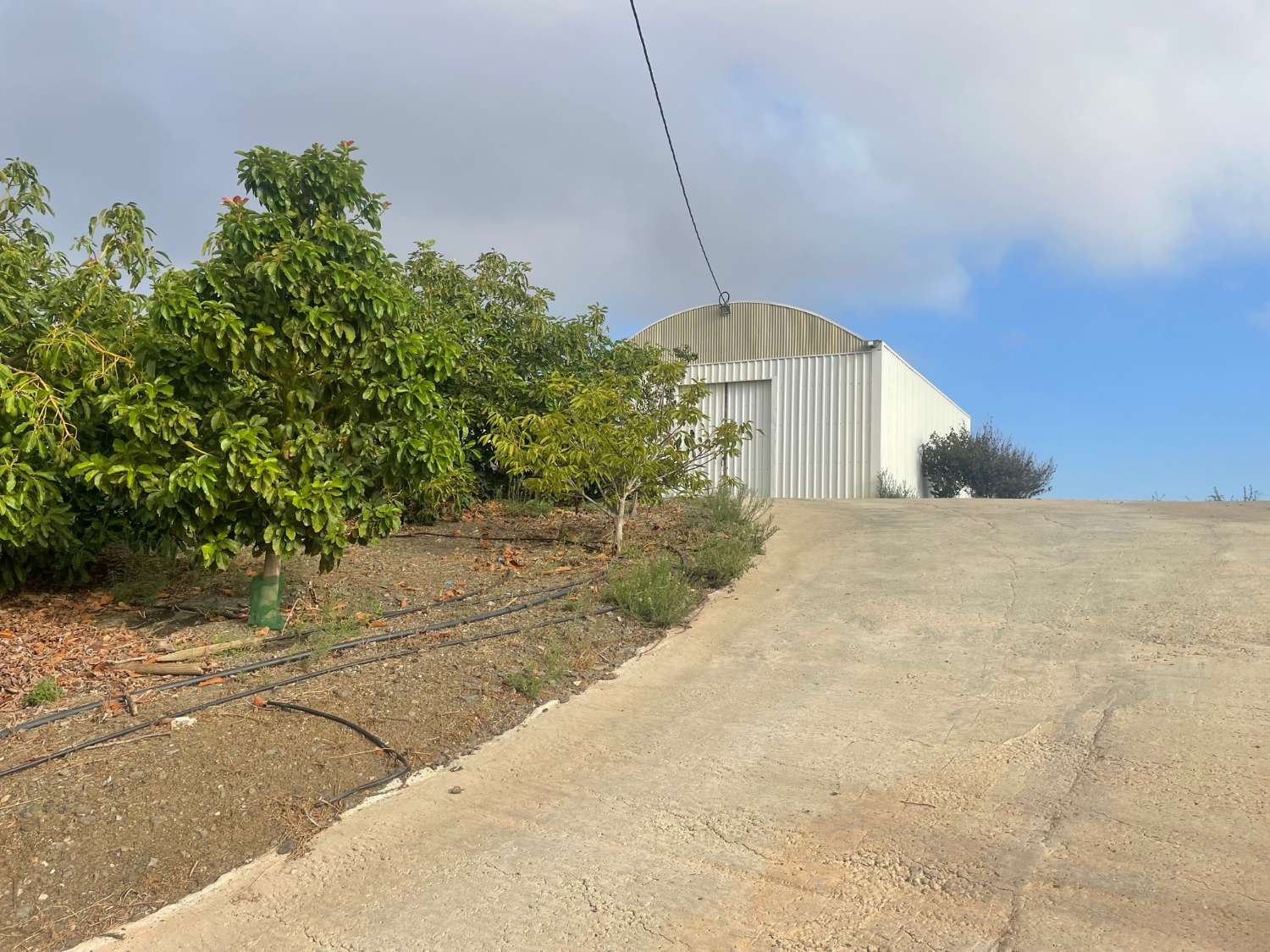 FINCA DE 140.000 M2 DE MANGOS Y AGUACATES EN PRODUCCIÓN ( VÉLEZ-MÁLAGA)