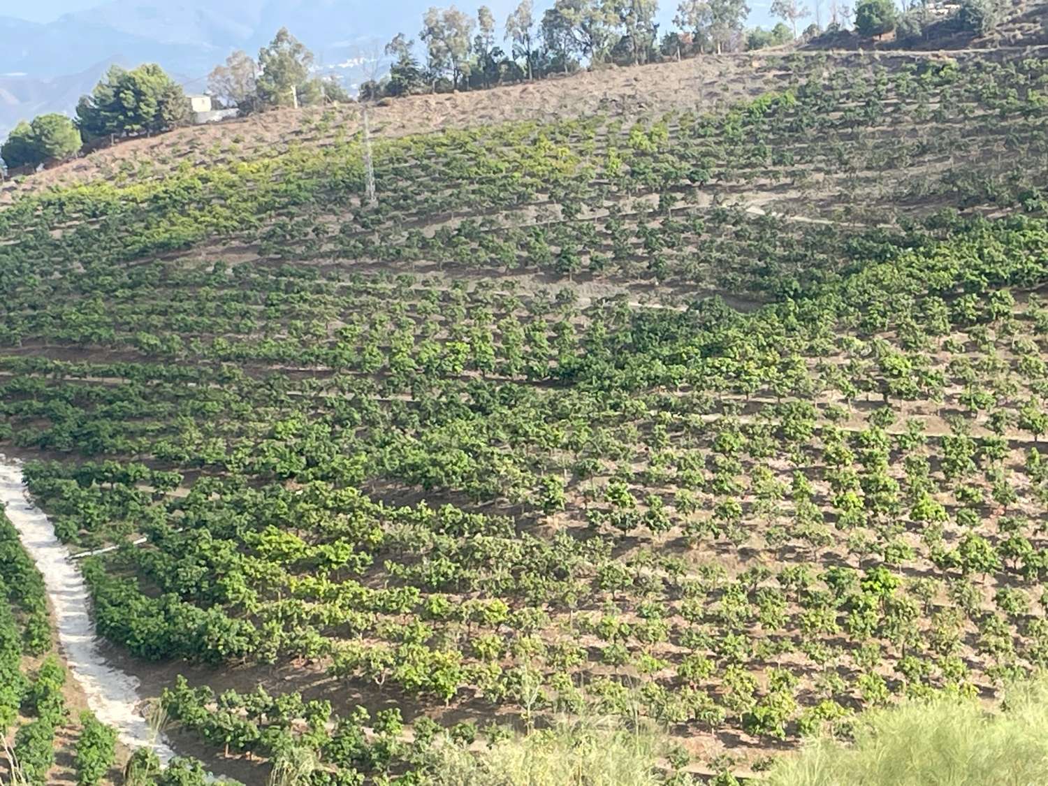 FINCA DE 140.000 M2 DE MANGOS Y AGUACATES EN PRODUCCIÓN ( VÉLEZ-MÁLAGA)