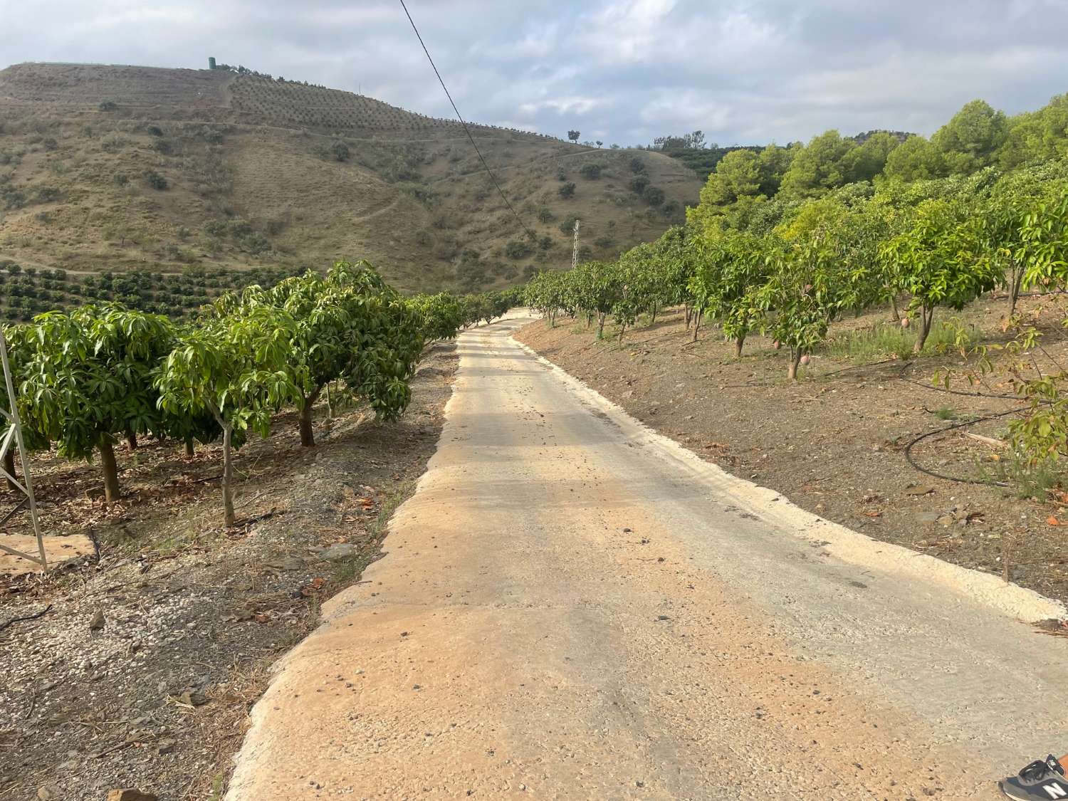 FINCA DE 140.000 M2 DE MANGOS Y AGUACATES EN PRODUCCIÓN ( VÉLEZ-MÁLAGA)