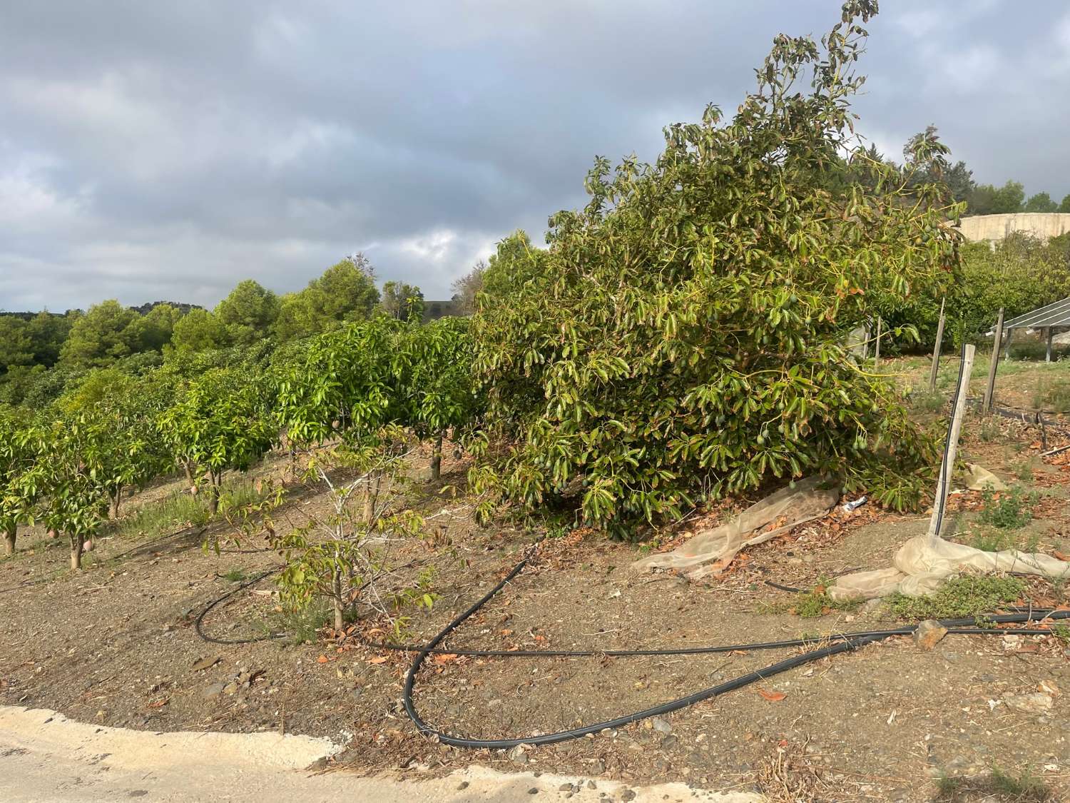 FINCA DE 140.000 M2 DE MANGOS Y AGUACATES EN PRODUCCIÓN ( VÉLEZ-MÁLAGA)