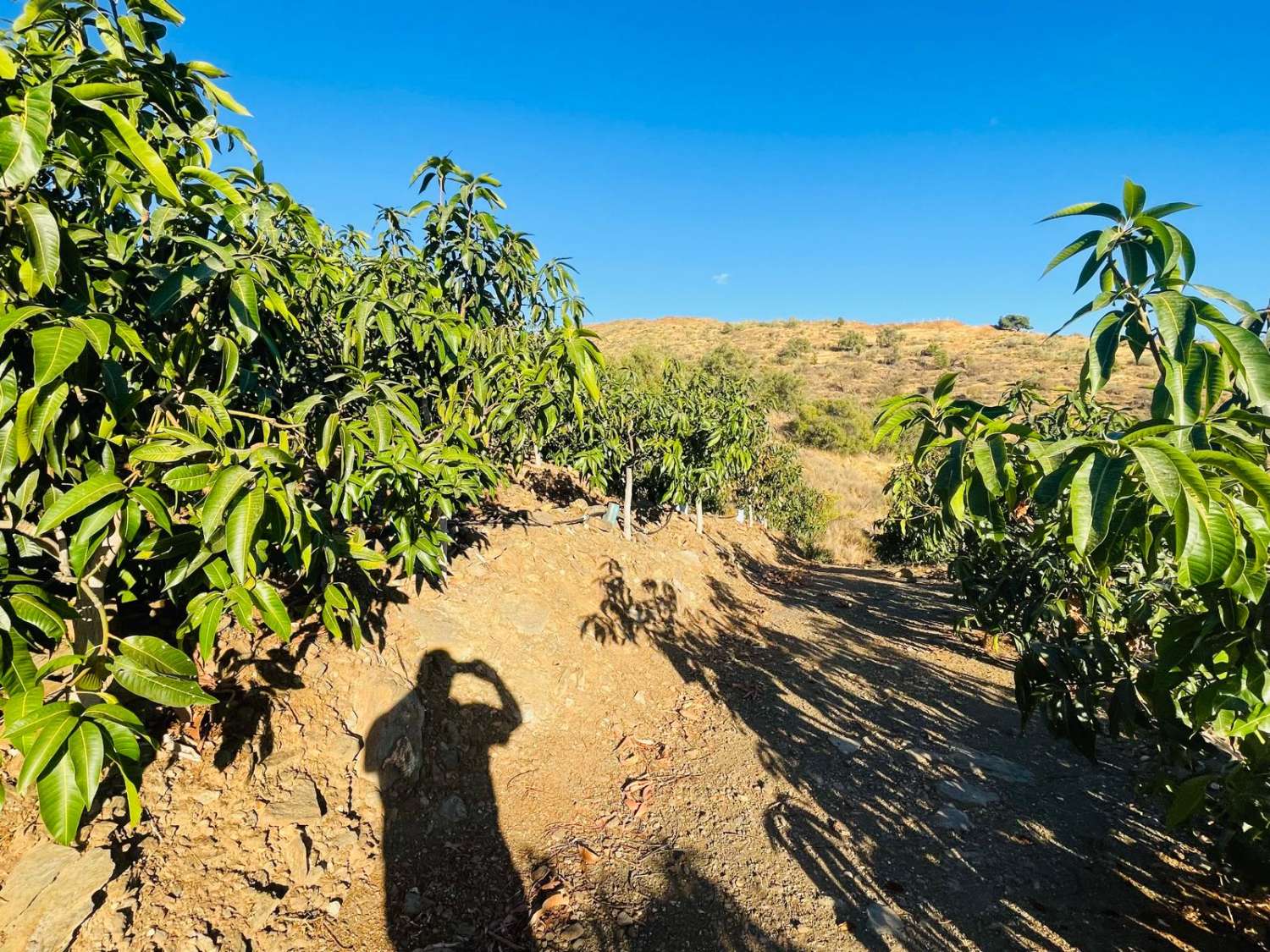 FINCA CON PARCELA DE 13.600 M2 CON 1.700 MANGOS EN PRODUCCIÓN