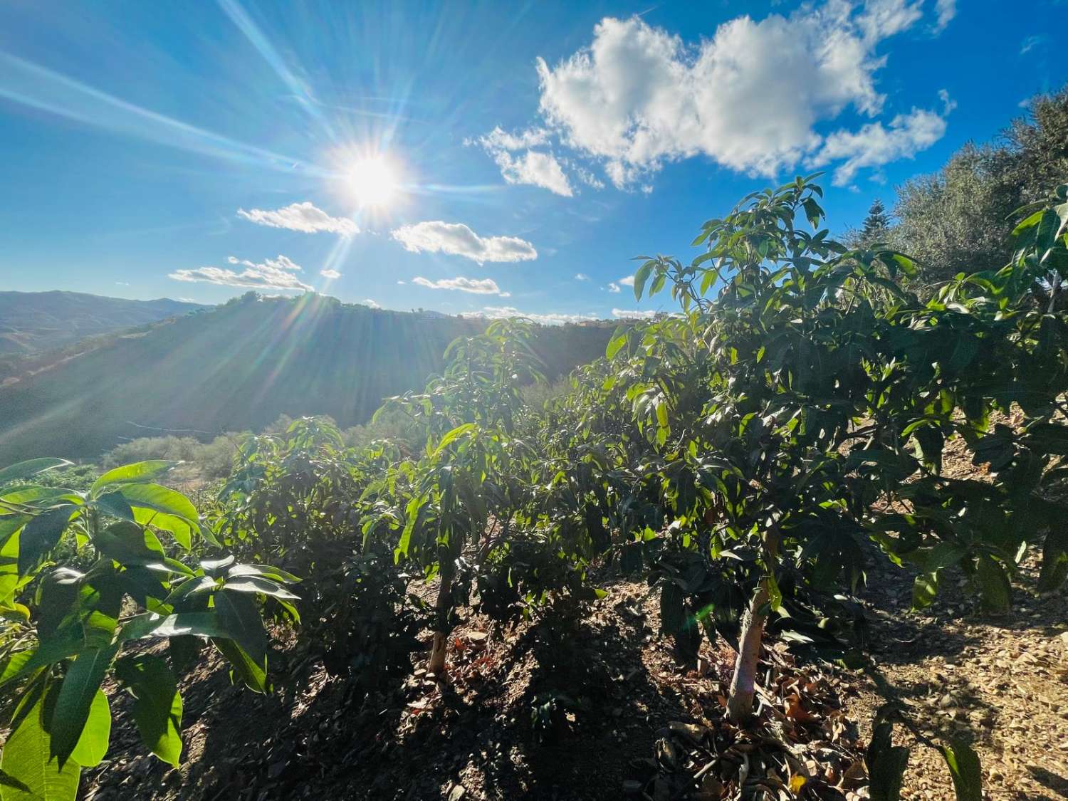 FINCA CON PARCELA DE 13.600 M2 CON 1.700 MANGOS EN PRODUCCIÓN