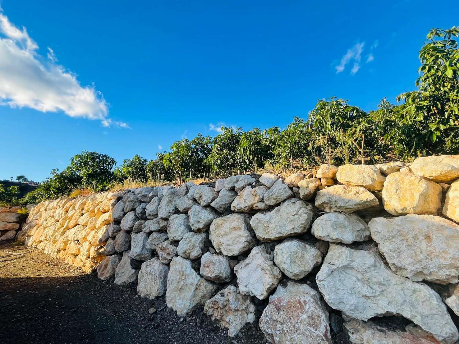 FINCA CON PARCELA DE 13.600 M2 CON 1.700 MANGOS EN PRODUCCIÓN