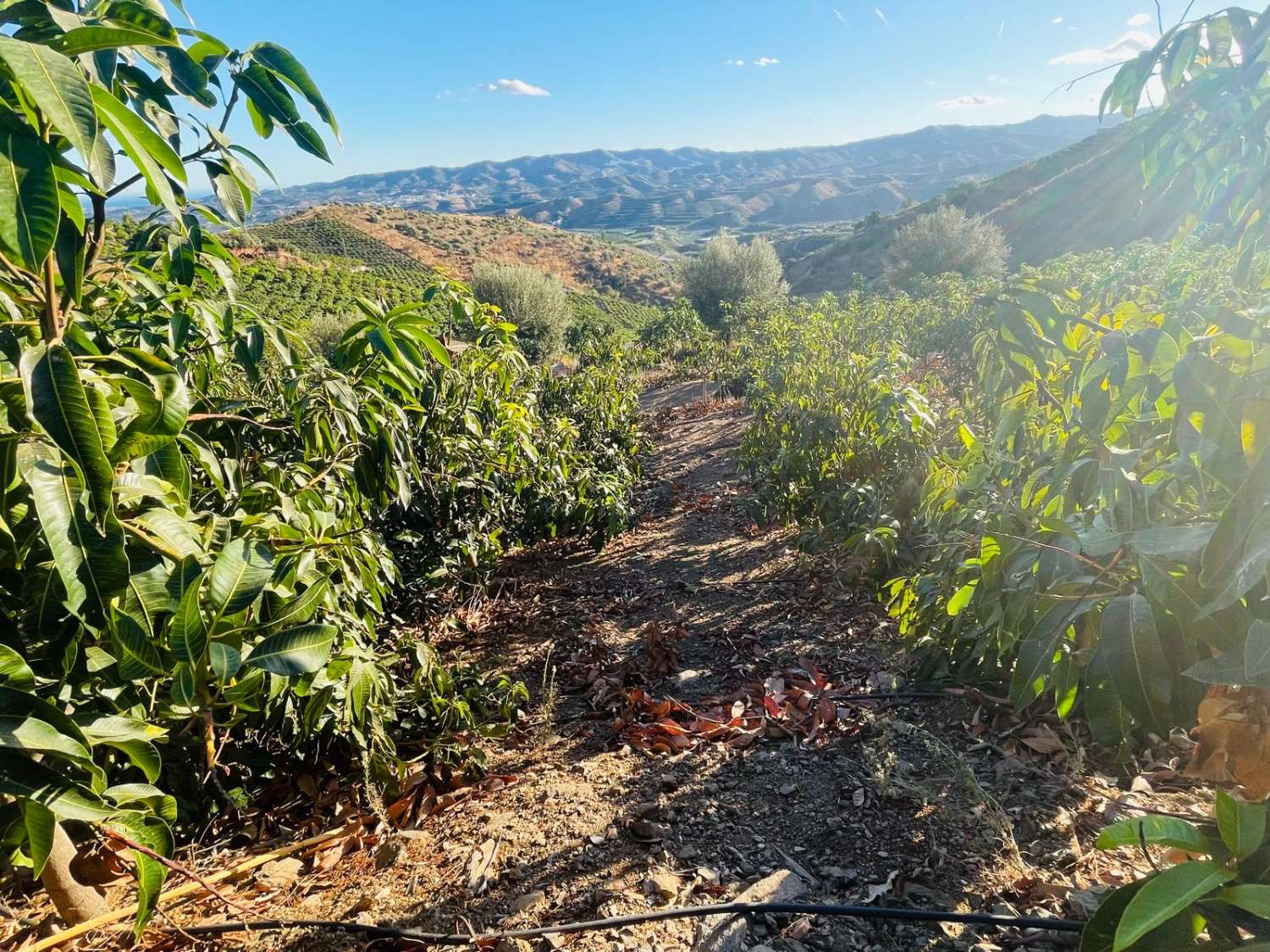 FINCA CON PARCELA DE 13.600 M2 CON 1.700 MANGOS EN PRODUCCIÓN