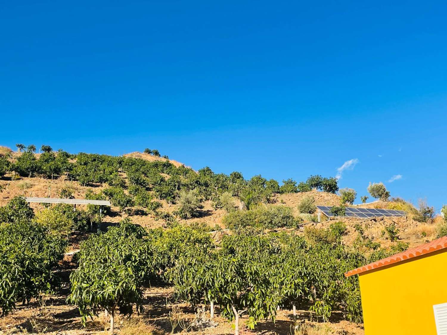 FINCA CON PARCELA DE 13.600 M2 CON 1.700 MANGOS EN PRODUCCIÓN