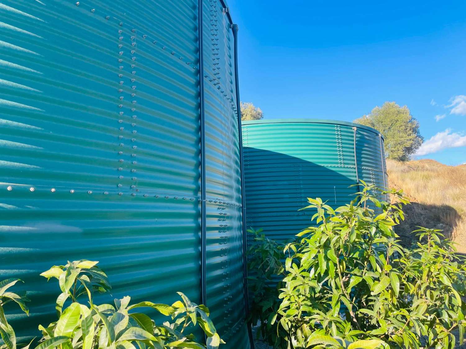 FINCA CON PARCELA DE 13.600 M2 CON 1.700 MANGOS EN PRODUCCIÓN