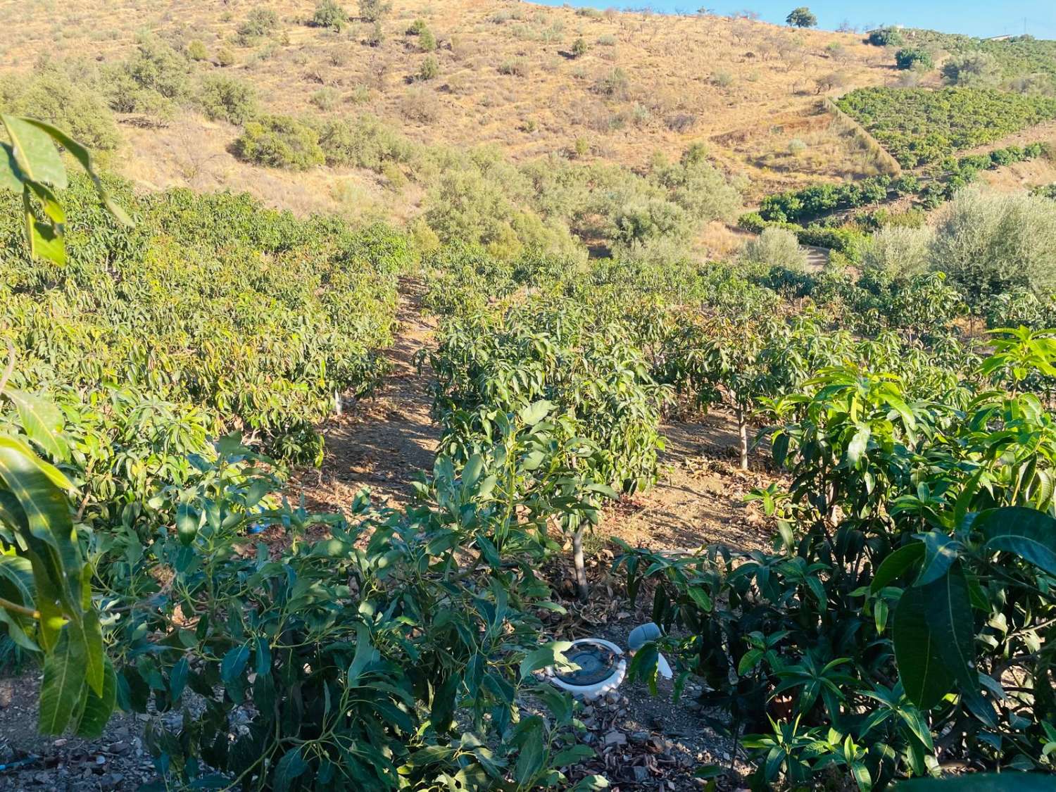 FINCA CON PARCELA DE 13.600 M2 CON 1.700 MANGOS EN PRODUCCIÓN