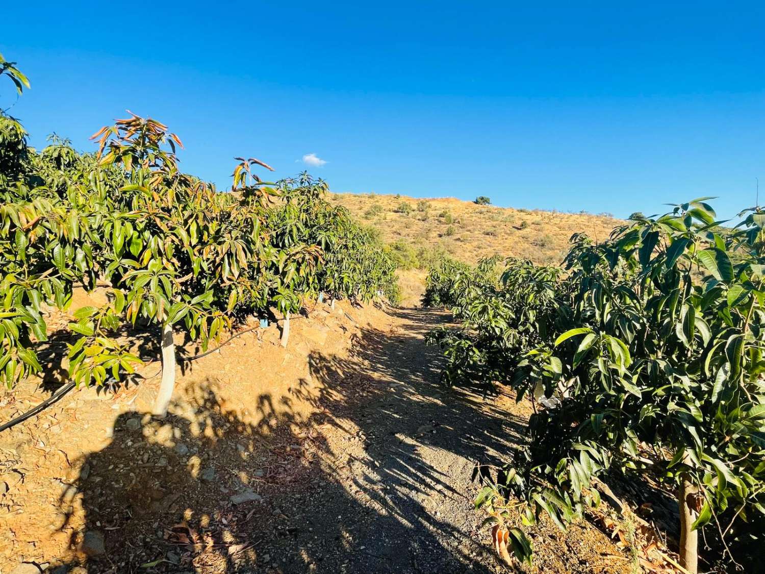 FINCA CON PARCELA DE 13.600 M2 CON 1.700 MANGOS EN PRODUCCIÓN