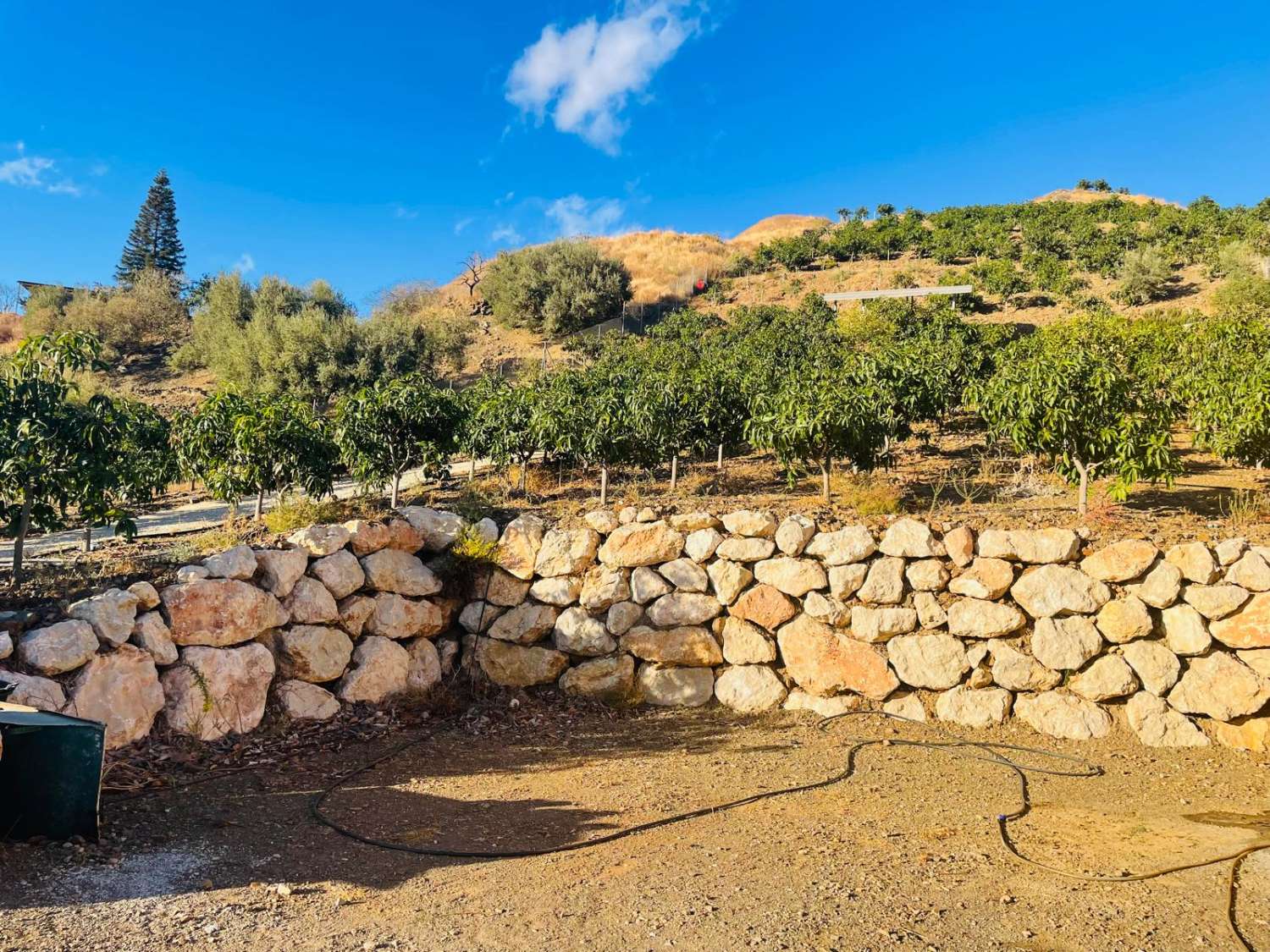 FINCA CON PARCELA DE 13.600 M2 CON 1.700 MANGOS EN PRODUCCIÓN