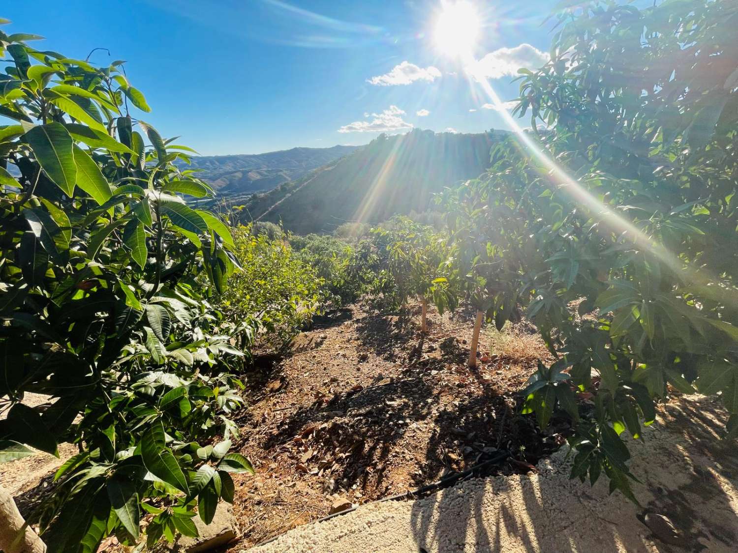 FINCA CON PARCELA DE 13.600 M2 CON 1.700 MANGOS EN PRODUCCIÓN