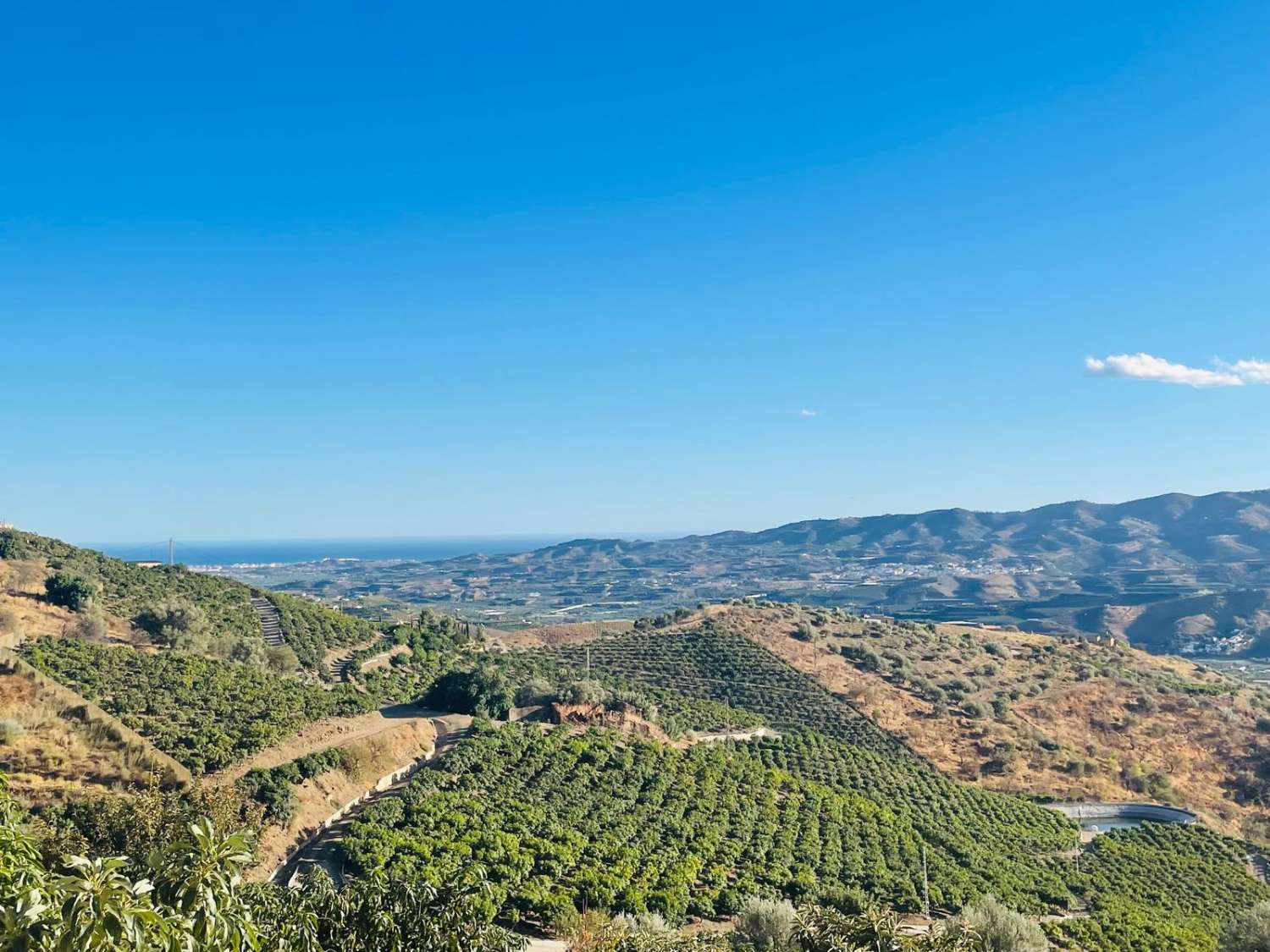 FINCA CON PARCELA DE 13.600 M2 CON 1.700 MANGOS EN PRODUCCIÓN