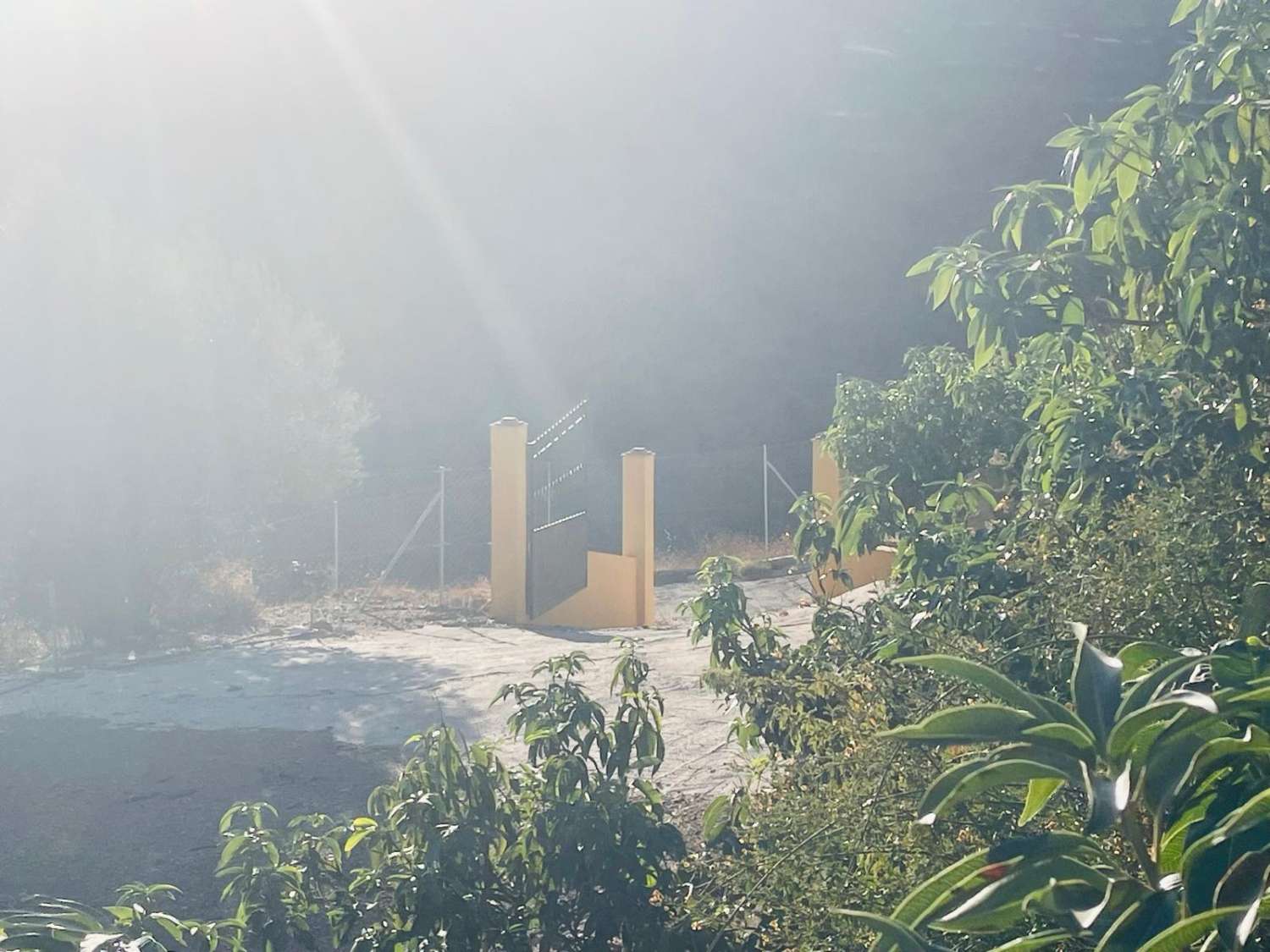 FINCA CON PARCELA DE 13.600 M2 CON 1.700 MANGOS EN PRODUCCIÓN