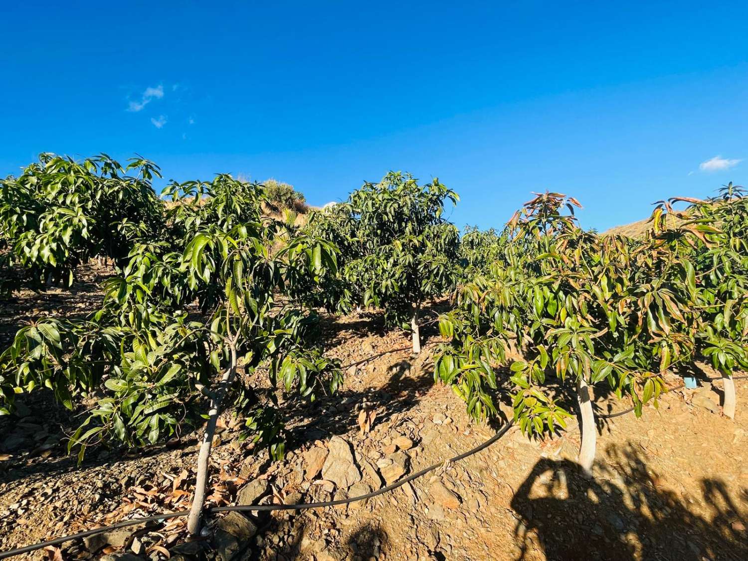 FINCA CON PARCELA DE 13.600 M2 CON 1.700 MANGOS EN PRODUCCIÓN