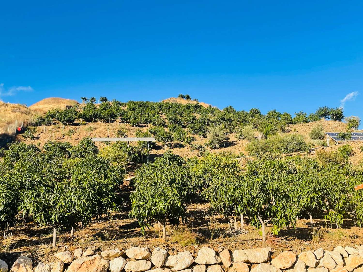 FINCA CON PARCELA DE 13.600 M2 CON 1.700 MANGOS EN PRODUCCIÓN