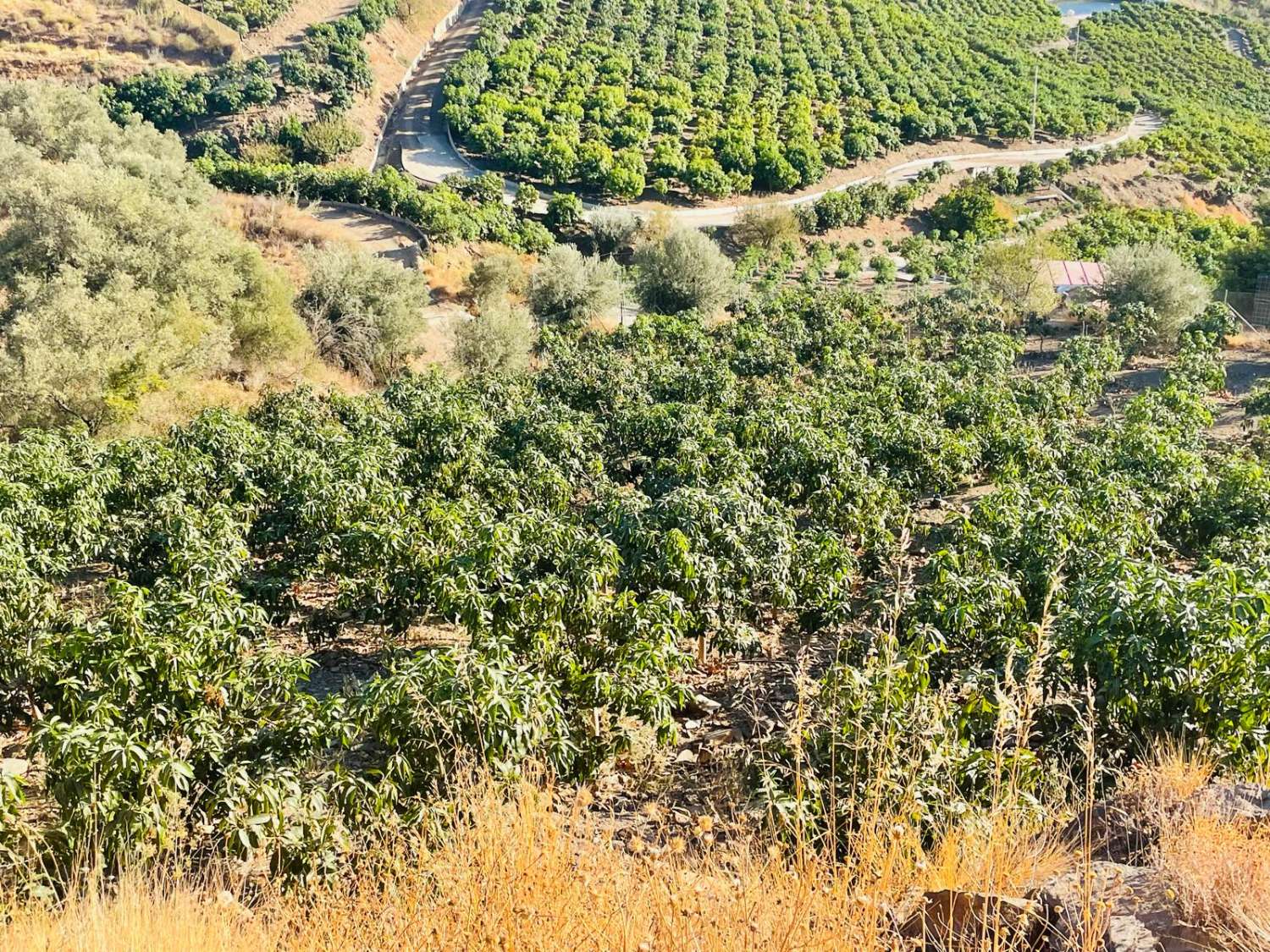 FINCA CON PARCELA DE 13.600 M2 CON 1.700 MANGOS EN PRODUCCIÓN