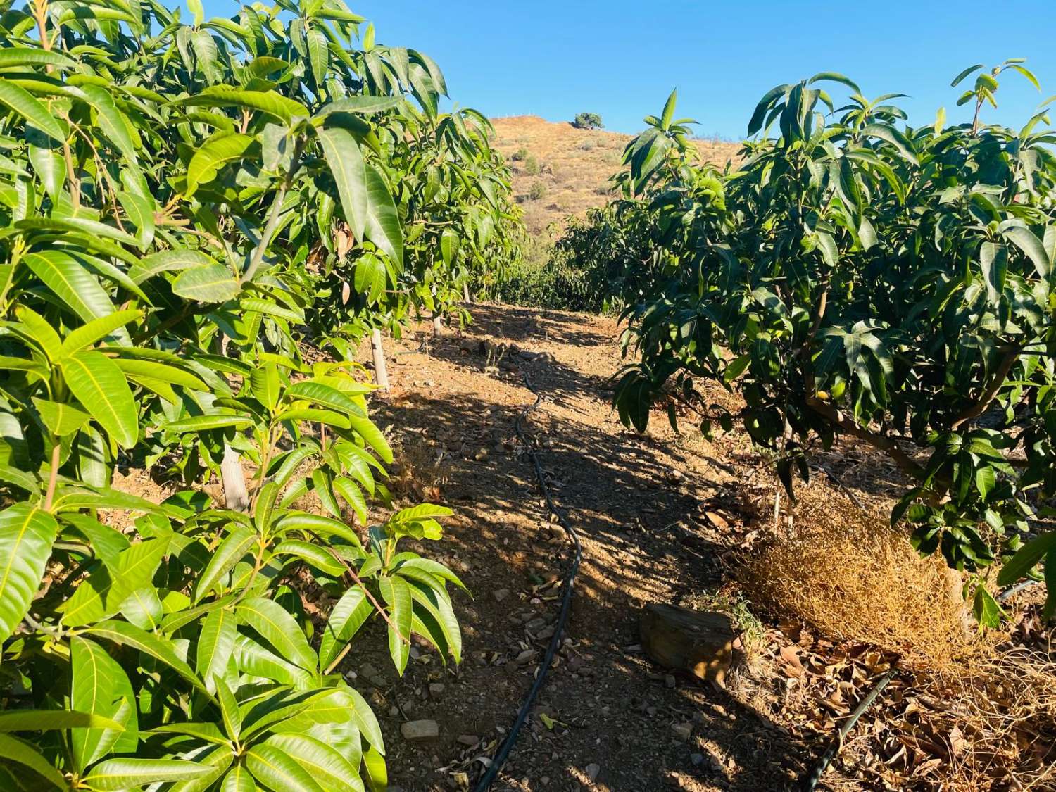 FINCA CON PARCELA DE 13.600 M2 CON 1.700 MANGOS EN PRODUCCIÓN