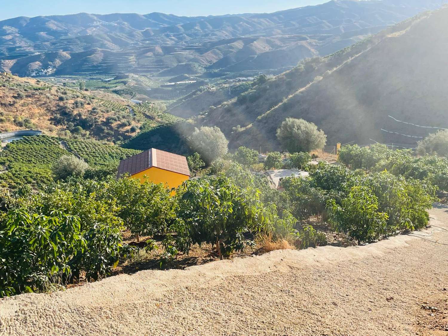 FINCA CON PARCELA DE 13.600 M2 CON 1.700 MANGOS EN PRODUCCIÓN