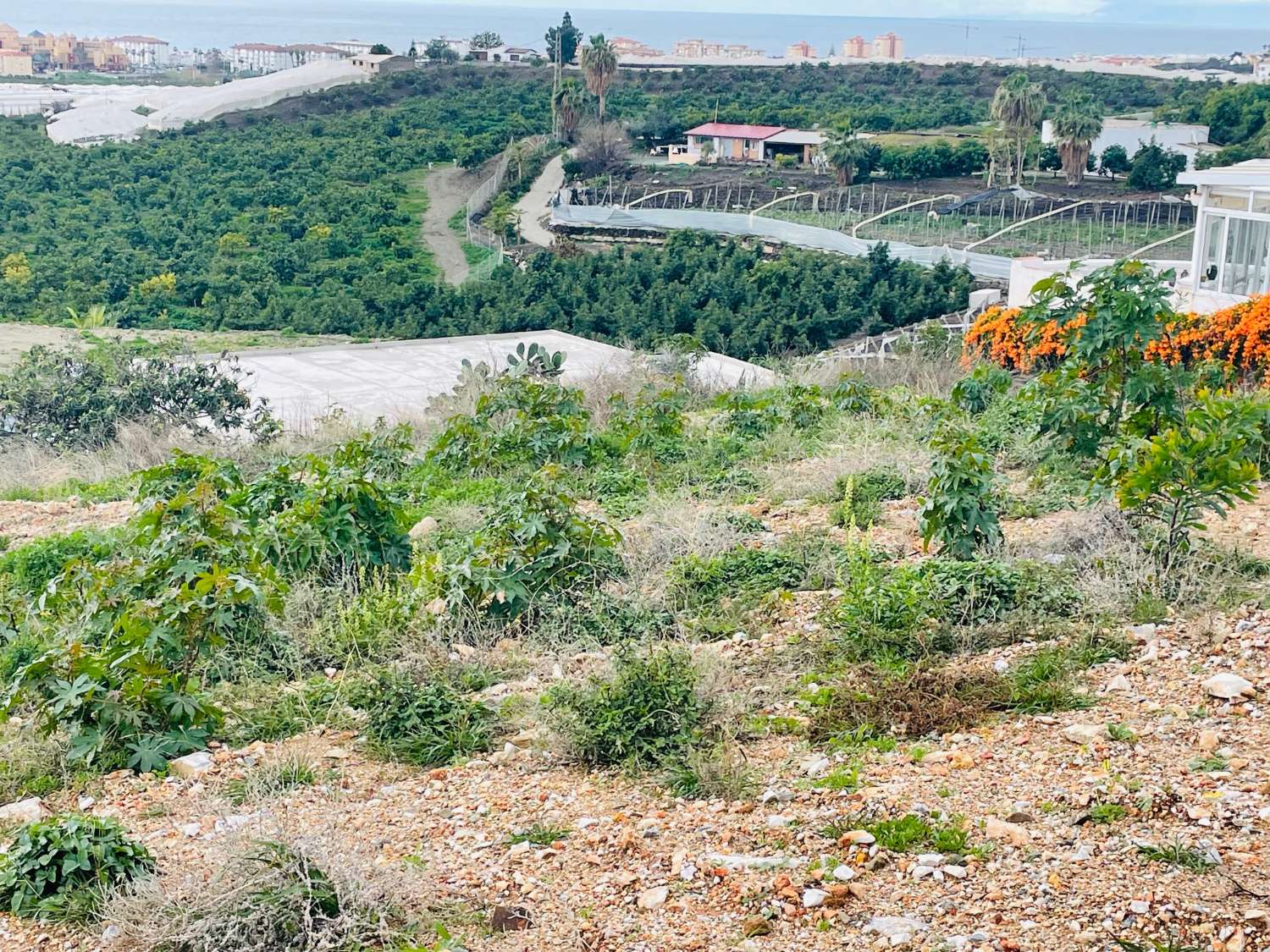 Parcela rústica de unos 2.700 m2 en Torrox-Costa